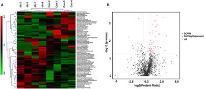 A Comparative Peptidomic Characterization of Cultured Skeletal Muscle Tissues Derived From db/db Mice